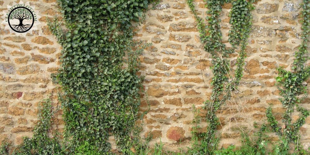 Garden Clearance | Garden clearance near me | Overgrown Garden Clearance