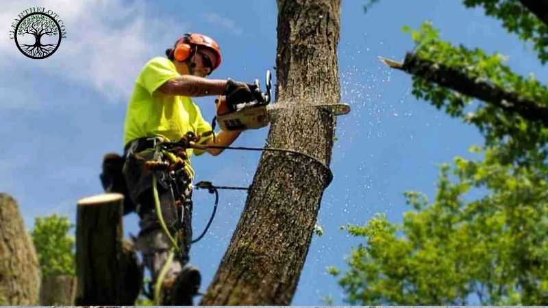 Garden Clearance | Ground Clearance and Tree Removal