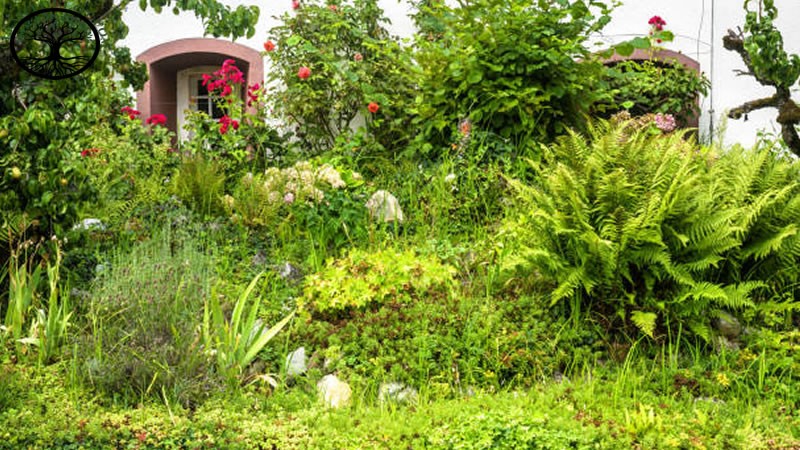 Garden Clearance | Garden clearance near me