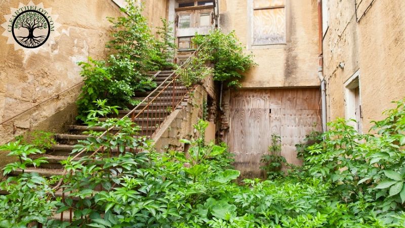 Garden Clearance | Garden clearance near me | Overgrown Garden Clearance | Overgrown Garden Clearance Cost | Overgrown Garden Clearance Near Me | Local Garden Clearance | Garden Clearance Cost