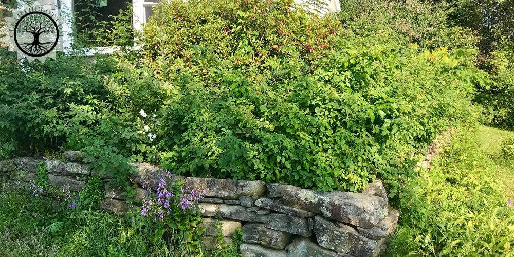 Garden Clearance | Garden clearance near me