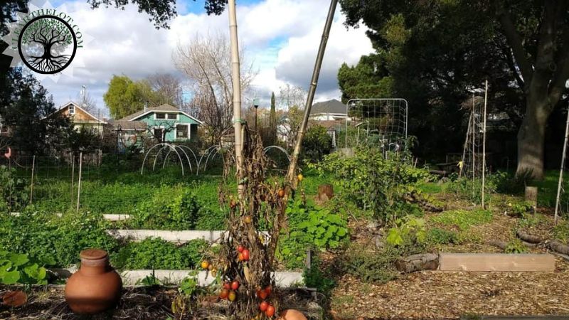Garden Clearance | Garden clearance near me