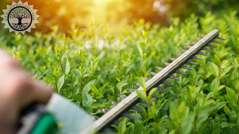 Garden Clearance | Garden clearance near me