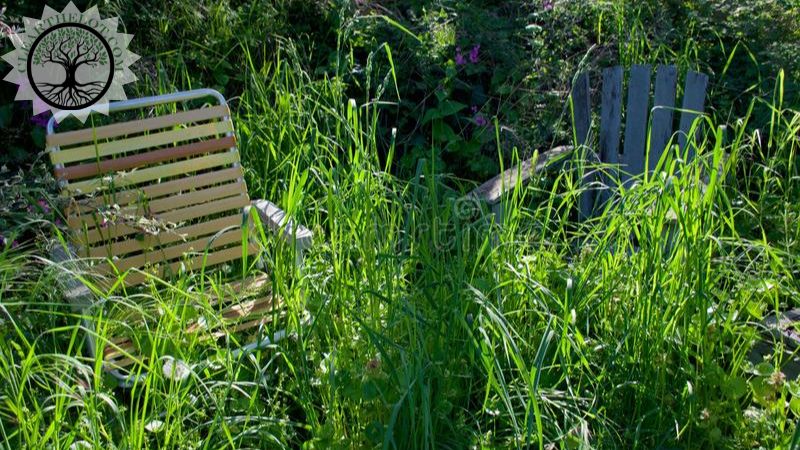 Garden Clearance | Garden clearance near me