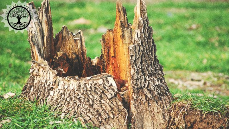 Garden Clearance | Garden clearance near me