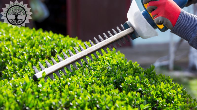 Garden Clearance | Garden clearance near me