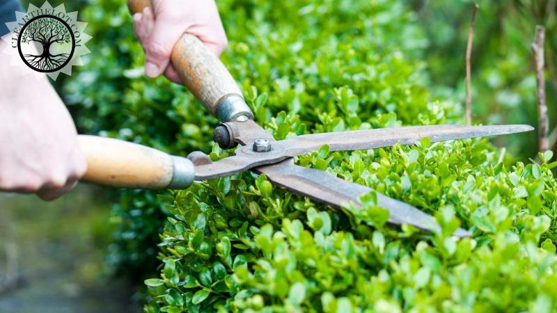 Garden Clearance | Garden clearance near me