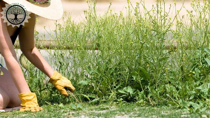 Garden Clearance | Garden Clearing and Rubbish Disposal