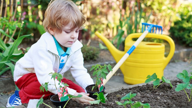Garden Clearance | Garden Clearance near me