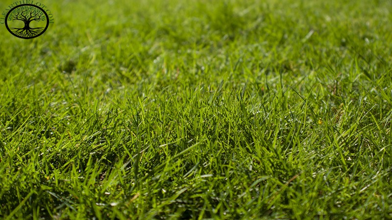 Garden Clearance | Garden Clearance near me