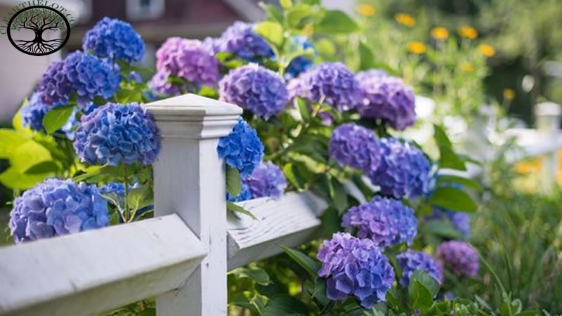 Garden Clearance | Garden Clearance near me