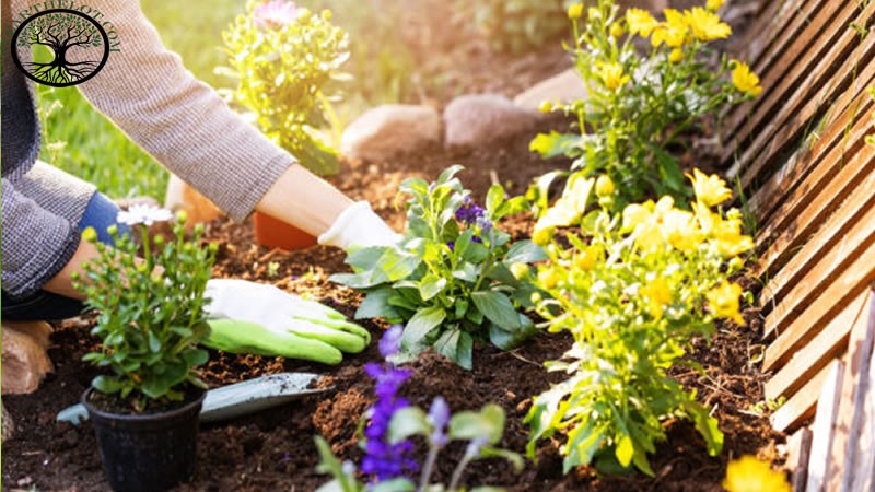 Garden Clearance | Garden Clearance near me