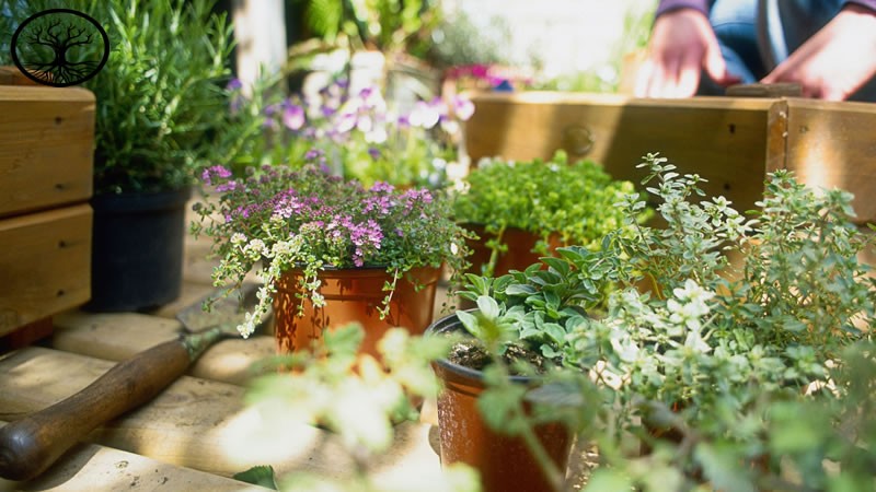 Garden Clearance | Garden Clearance near me