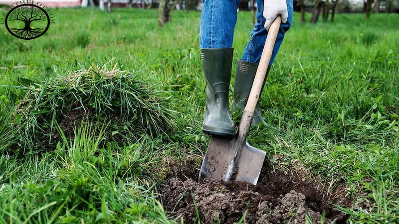 Garden Clearance | Garden clearance near me
