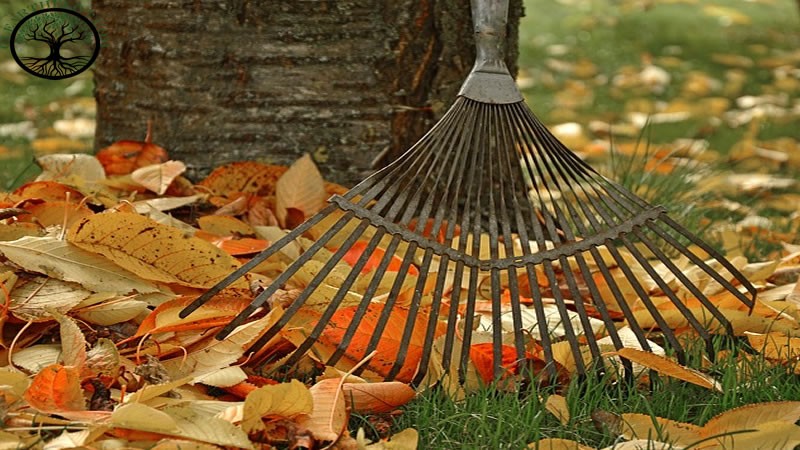 Garden Clearance | Garden clearance near me
