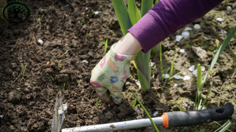 Garden Clearance | Garden clearance near me