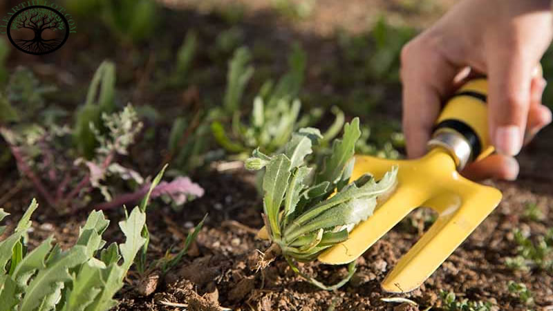 Garden Clearance | Garden clearance near me