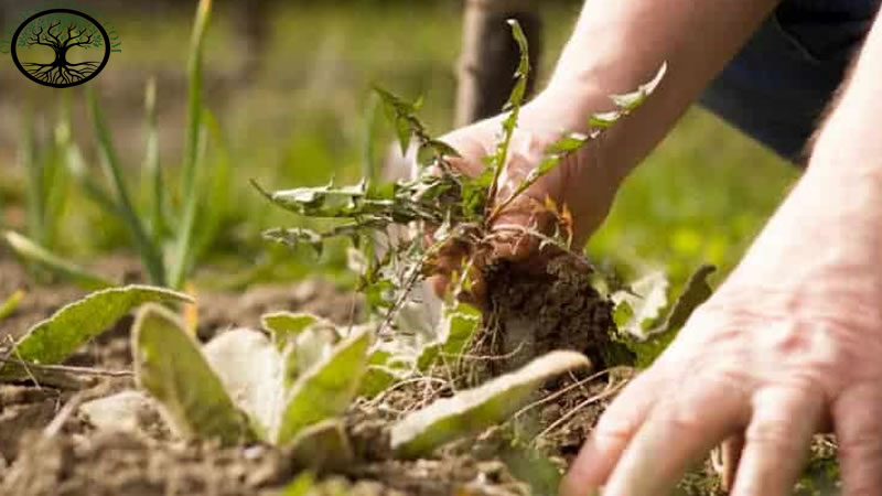 Garden Clearance | Garden clearance near me