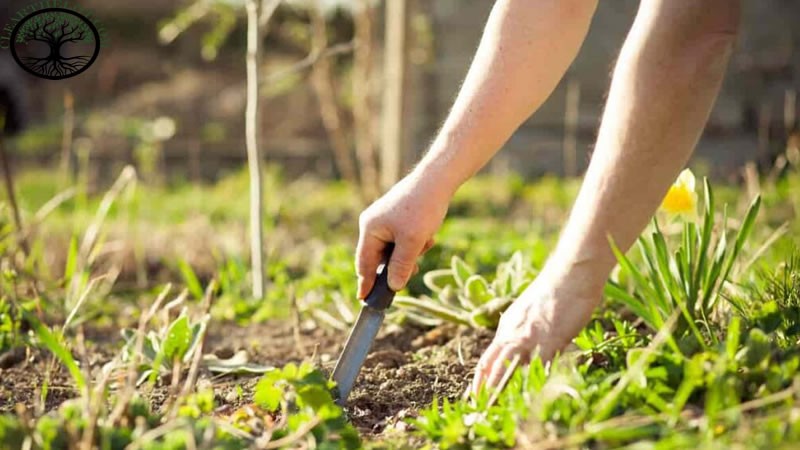 Garden Clearance | Garden clearance near me