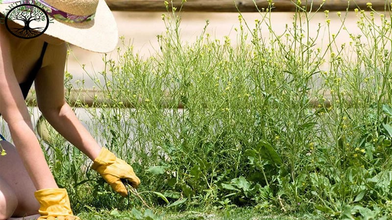 Garden Clearance | Garden clearance near me