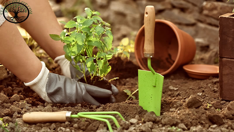 Garden Clearance | Garden clearance near me
