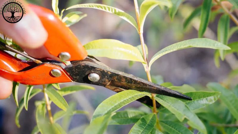 Garden Clearance | Garden clearance near me | Overgrown Garden Clearance | Overgrown Garden Clearance | Local Garden Clearance | Garden Clearance Cost | Garden Clearance Near Me