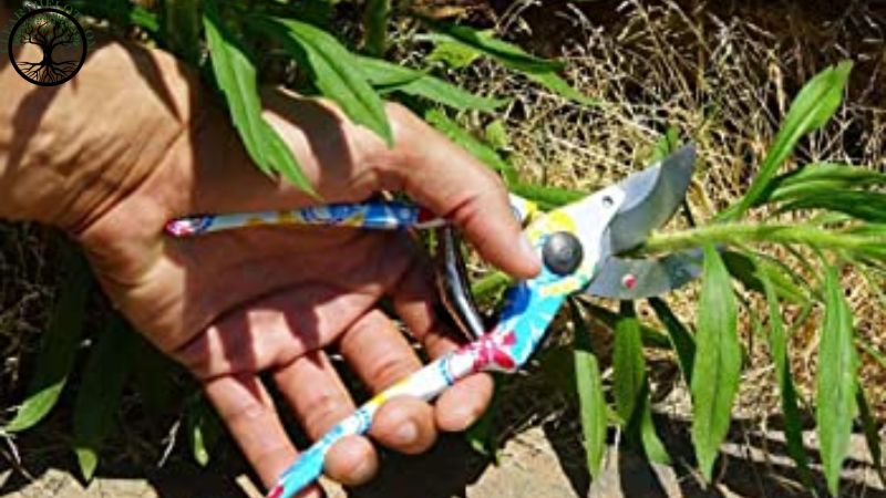 Garden Clearance | Garden clearance near me | Overgrown Garden Clearance | Overgrown Garden Clearance | Local Garden Clearance | Garden Clearance Cost | Garden Clearance Near Me