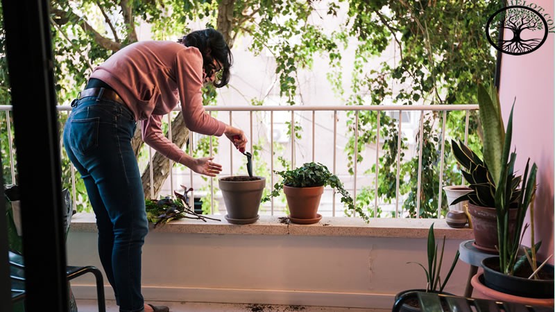 Garden Clearance | Garden clearance near me