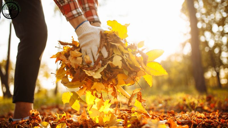 Garden Clearance | Garden clearance near me