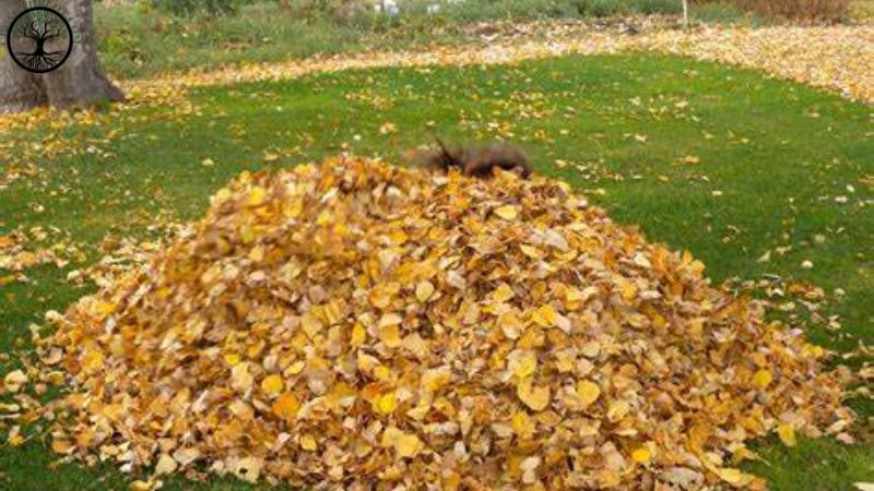 Garden Clearance | Garden clearance near me